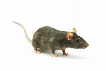 simsearch:400-04719873,k - gray rat  isolated on white background Stock Photo - Budget Royalty-Free & Subscription, Code: 400-04311101