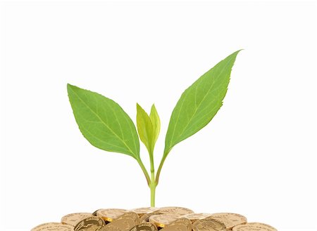 simsearch:400-07574972,k - golden coins and green plant isolated on white Stock Photo - Budget Royalty-Free & Subscription, Code: 400-04311302