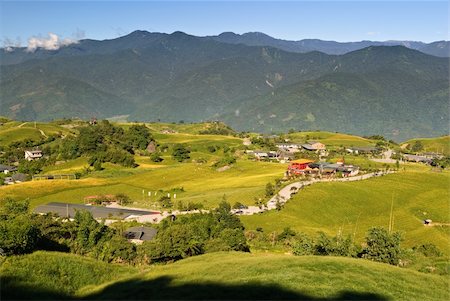 simsearch:400-05257169,k - Beautiful countryside rural scenery with golden plants under blue sky. Stock Photo - Budget Royalty-Free & Subscription, Code: 400-04311586