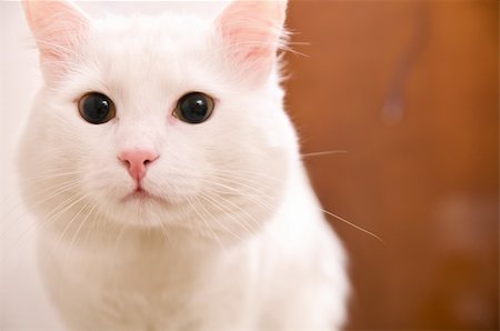 simsearch:400-05307660,k - white turkish angora cat Stock Photo - Budget Royalty-Free & Subscription, Code: 400-04311828