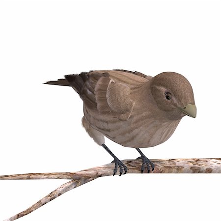 simsearch:400-04793730,k - Female House Finch. 3D rendering with clipping path and shadow over white Foto de stock - Royalty-Free Super Valor e Assinatura, Número: 400-04311896