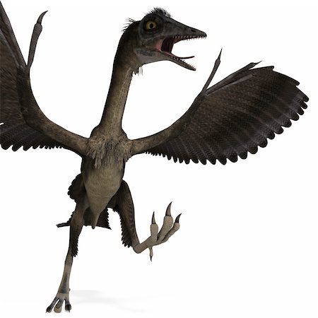 simsearch:400-04793730,k - Dinosaur Archaeopteryx. 3D rendering with clipping path and shadow over white Foto de stock - Royalty-Free Super Valor e Assinatura, Número: 400-04311901