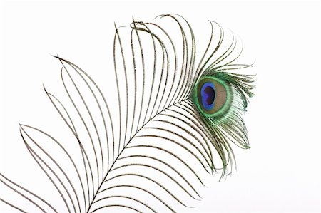 simsearch:400-04380845,k - Close op of peacock feathers over white Stock Photo - Budget Royalty-Free & Subscription, Code: 400-04311960