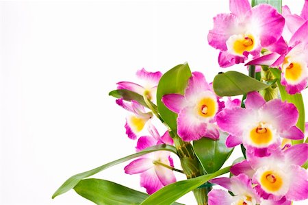 dendrobium orchid - Dendrobium orchid closeup on white background Stock Photo - Budget Royalty-Free & Subscription, Code: 400-04312104