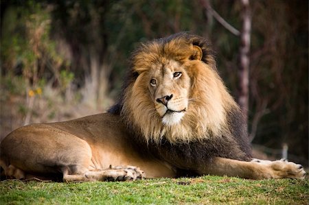 Close up of a lion Stock Photo - Budget Royalty-Free & Subscription, Code: 400-04312275