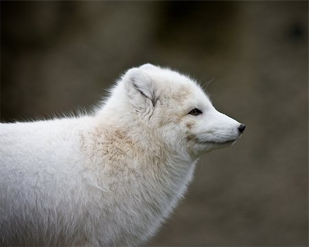 Close up of an arctic fox Stock Photo - Budget Royalty-Free & Subscription, Code: 400-04312271
