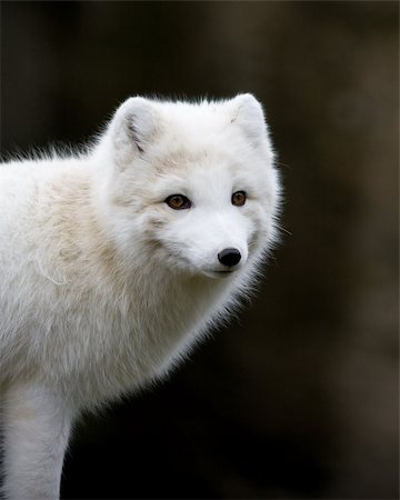 Close up of an arctic fox Stock Photo - Budget Royalty-Free & Subscription, Code: 400-04312272