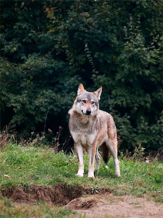 The wolf (Canis lupus) is the largest species among the representatives of the genus Canis, body size varies widely, depending on the region concerned, and can amount to 60 kg in weight. Stock Photo - Budget Royalty-Free & Subscription, Code: 400-04312515