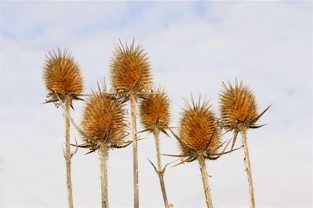 Dry inflorescences of teasel on the background cloudy sky Stockbilder - Microstock & Abonnement, Bildnummer: 400-04312700