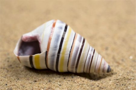 Macro studio shot of beautiful sea shell on a yellow sand. copy-space Stock Photo - Budget Royalty-Free & Subscription, Code: 400-04312732