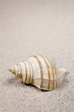 Macro studio shot of beautiful sea shell on a yellow sand. copy-space Stock Photo - Budget Royalty-Free & Subscription, Code: 400-04312733