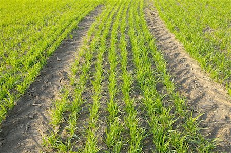 Agricultural field with fresh, growing plants Stock Photo - Budget Royalty-Free & Subscription, Code: 400-04312814