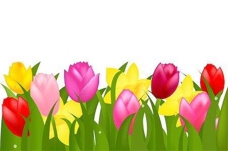 simsearch:400-05705548,k - Border Of Spring Tulips And Narcissuses, Isolated On White Background, Vector Illustration Fotografie stock - Microstock e Abbonamento, Codice: 400-04312972