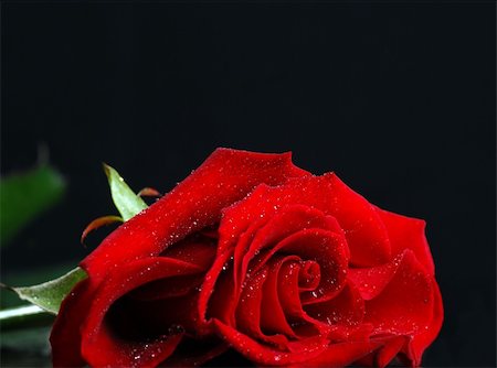 Single red rose close up Photographie de stock - Aubaine LD & Abonnement, Code: 400-04313093