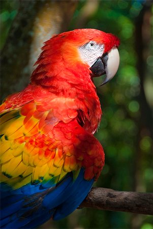 simsearch:400-05097666,k - Macaw photographed in natural jungle setting Stock Photo - Budget Royalty-Free & Subscription, Code: 400-04313188