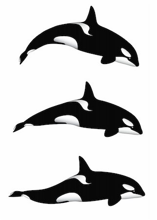 An orca (or killer) whale in 3 different positions, isolated on white. Editable vector illustration. Stock Photo - Budget Royalty-Free & Subscription, Code: 400-04313208