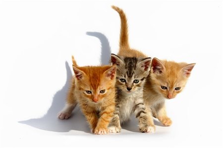 fotomod (artist) - Three kittens on a white background. Isolated. Stock Photo - Budget Royalty-Free & Subscription, Code: 400-04313279