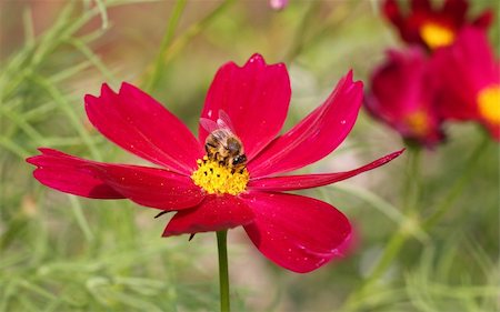 fotomod (artist) - Summer morning. Bumblebee collecting nectar in a flower. Stock Photo - Budget Royalty-Free & Subscription, Code: 400-04313280
