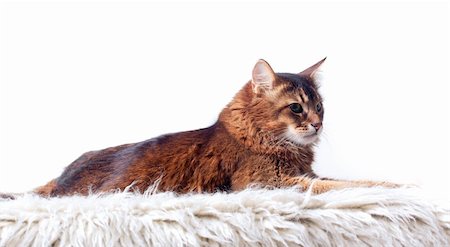 Rudy somali cat laying on white fur carpet Stock Photo - Budget Royalty-Free & Subscription, Code: 400-04313318