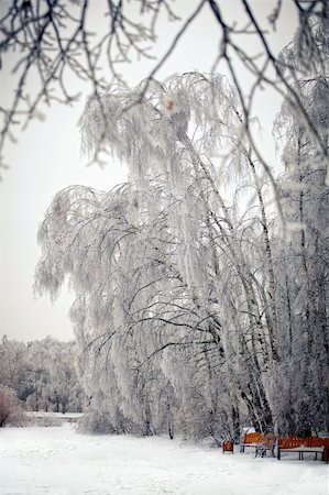 simsearch:400-05306863,k - The winter park after ice rain Fotografie stock - Microstock e Abbonamento, Codice: 400-04313321