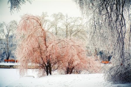 The winter park after ice rain Foto de stock - Super Valor sin royalties y Suscripción, Código: 400-04313323