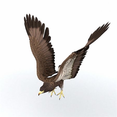 simsearch:400-04773433,k - beautifully illustrated eagle who spreads his wings Fotografie stock - Microstock e Abbonamento, Codice: 400-04313391