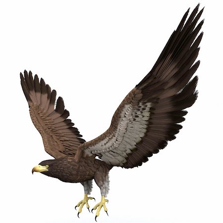 simsearch:400-04303674,k - beautifully illustrated eagle who spreads his wings Photographie de stock - Aubaine LD & Abonnement, Code: 400-04313392