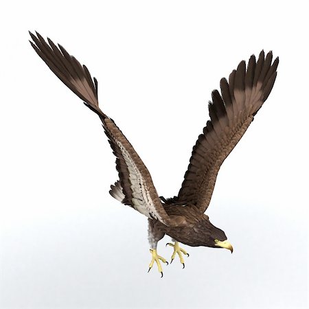 simsearch:400-03932355,k - beautifully illustrated eagle who spreads his wings Stock Photo - Budget Royalty-Free & Subscription, Code: 400-04313393