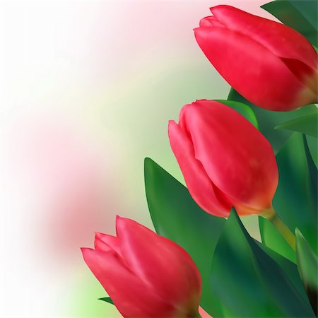 simsearch:400-04340566,k - Bouquet of beautiful red tulips. EPS 8 vector file included Stockbilder - Microstock & Abonnement, Bildnummer: 400-04313514