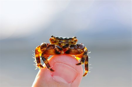 Crab shined with the sun on a finger Stock Photo - Budget Royalty-Free & Subscription, Code: 400-04313796