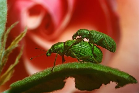 simsearch:400-04824887,k - two insects couple on the leaf Stock Photo - Budget Royalty-Free & Subscription, Code: 400-04324205