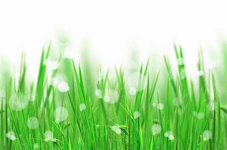 beautiful fresh grass and light reflect for background Photographie de stock - Aubaine LD & Abonnement, Code: 400-04324218