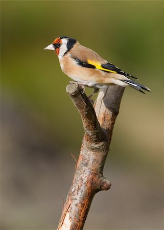 simsearch:400-04824981,k - Goldfinch perched on a branch in the wild Photographie de stock - Aubaine LD & Abonnement, Code: 400-04324281