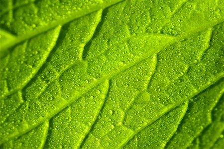 simsearch:400-03926372,k - Macro in vegetable leaf with dew Fotografie stock - Microstock e Abbonamento, Codice: 400-04324311