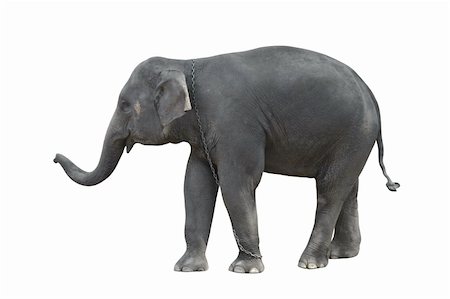 elephant chain - Standing grey elephant (isolated, against white background) Foto de stock - Super Valor sin royalties y Suscripción, Código: 400-04324539