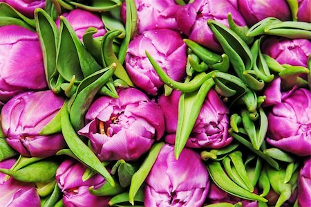 simsearch:400-04340566,k - beautiful pink tulips, big bouquet Stockbilder - Microstock & Abonnement, Bildnummer: 400-04324874