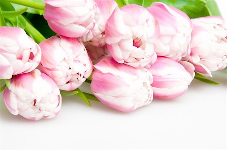simsearch:400-04298096,k - pink tulips on white Foto de stock - Super Valor sin royalties y Suscripción, Código: 400-04324875