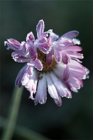 Macro view of frozen flower in the november morning. Toned image. Stock Photo - Budget Royalty-Free & Subscription, Code: 400-04324946