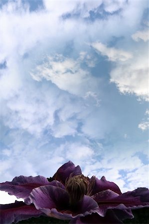 a beautiful clematis against a dark stormy blue cloudy sky Foto de stock - Super Valor sin royalties y Suscripción, Código: 400-04325015