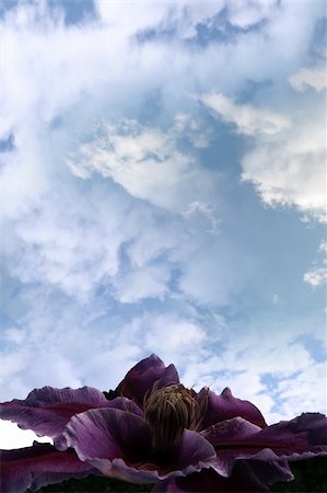 a beautiful clematis against a dark stormy blue cloudy sky Photographie de stock - Aubaine LD & Abonnement, Code: 400-04325015