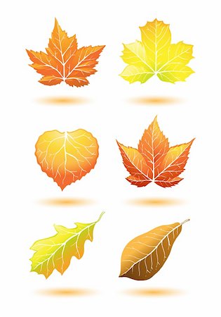 set of autumn/fall leaf illustration Foto de stock - Super Valor sin royalties y Suscripción, Código: 400-04325275