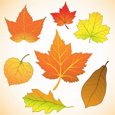 set of autumn/fall leaf illustration Foto de stock - Super Valor sin royalties y Suscripción, Código: 400-04325276
