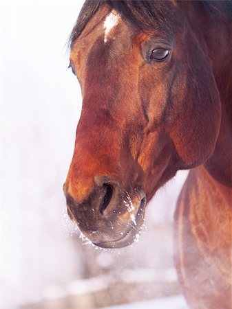 equitation - bay horse  at winter outdoor Foto de stock - Super Valor sin royalties y Suscripción, Código: 400-04325779
