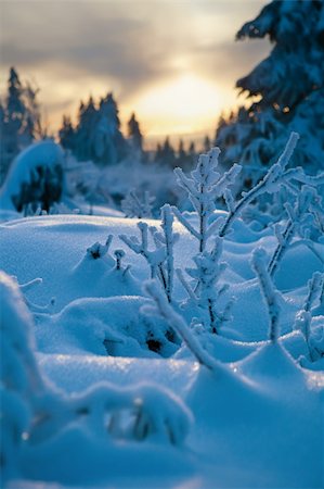 simsearch:400-04765849,k - winter forest in Harz mountains, Germany at sunset Foto de stock - Royalty-Free Super Valor e Assinatura, Número: 400-04325835