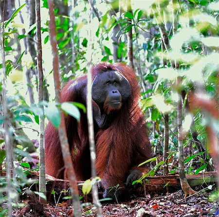 simsearch:862-07909949,k - The adult male of the Orangutan. Portrait of the adult male of the orangutan in the wild nature. Island Borneo. Indonesia. Photographie de stock - Aubaine LD & Abonnement, Code: 400-04325882
