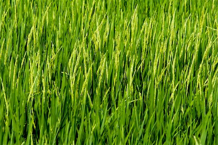 planting wheat - Paddy field close up in asia country. Stock Photo - Budget Royalty-Free & Subscription, Code: 400-04326188