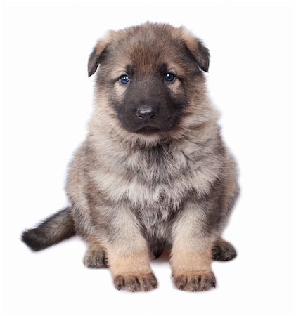 simsearch:400-04767909,k - German sheepdogs puppy isolated on white background Foto de stock - Royalty-Free Super Valor e Assinatura, Número: 400-04326891