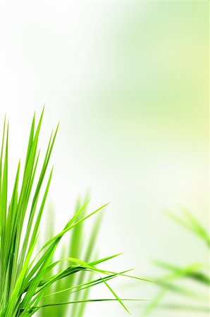 simsearch:400-04869732,k - abstract fresh grass for background Stock Photo - Budget Royalty-Free & Subscription, Code: 400-04327937