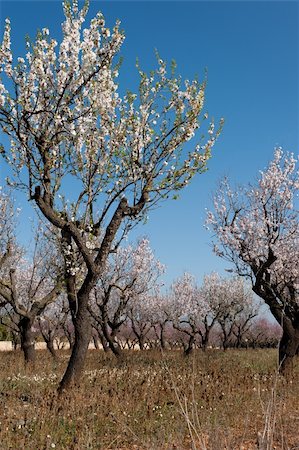 simsearch:400-06083036,k - Almond tree grove in beautiful spring blossom Stock Photo - Budget Royalty-Free & Subscription, Code: 400-04328219