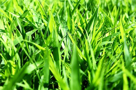 simsearch:400-05374114,k - Fresh green grass at day close up Foto de stock - Super Valor sin royalties y Suscripción, Código: 400-04328653